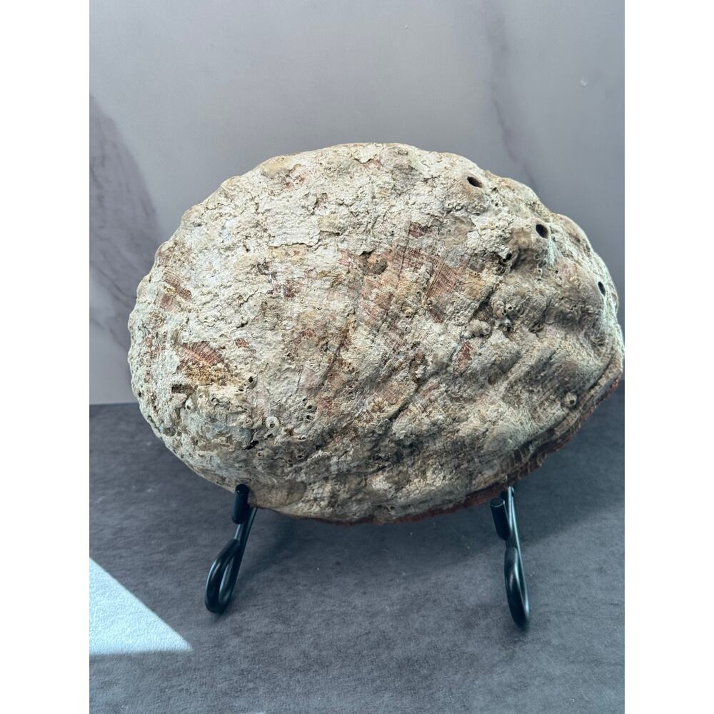 Abalone Mother of Pearl Shell 7x6x2 - Picture 5 of 9